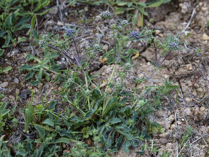 Eryngium caespitiferum.15