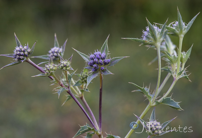 Eryngium caespitiferum.17