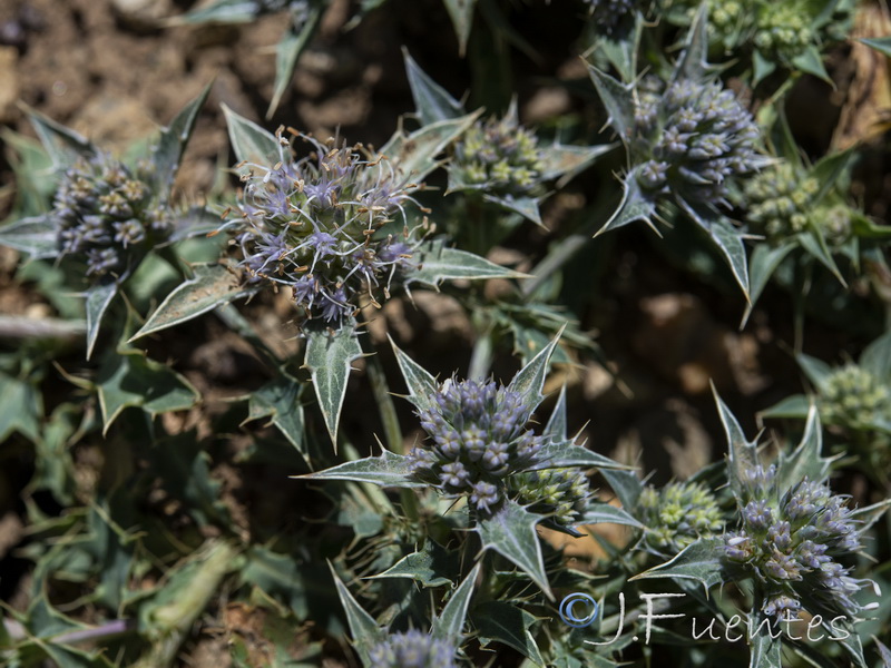 Eryngium caespitiferum.19