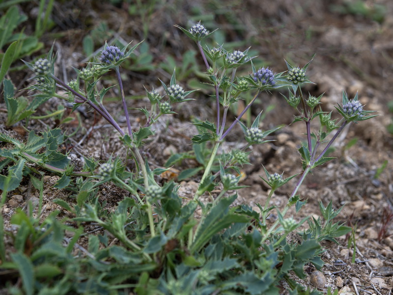 Eryngium caespitiferum.15