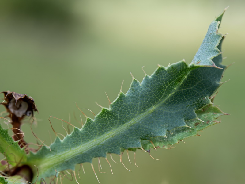 Eryngium caespitiferum.25