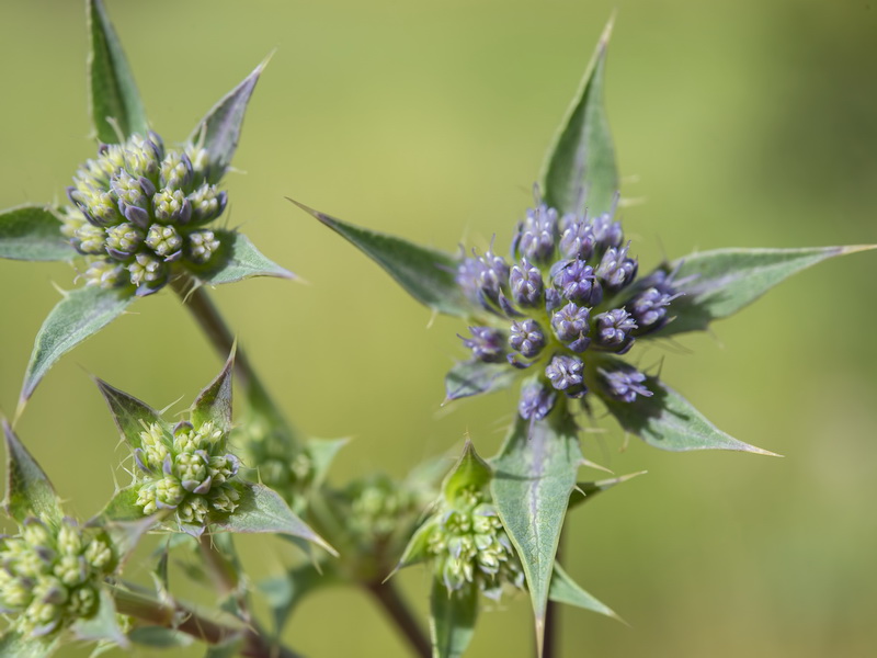 Eryngium caespitiferum.08