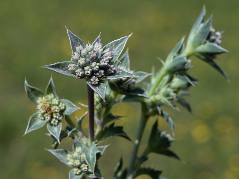 Eryngium caespitiferum.07