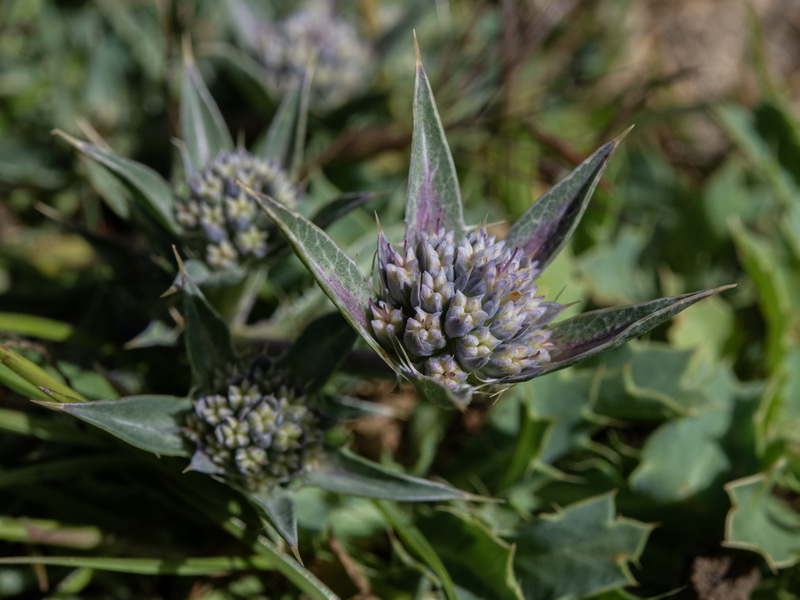 Eryngium caespitiferum.30
