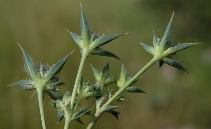 Eryngium caespitiferum.19