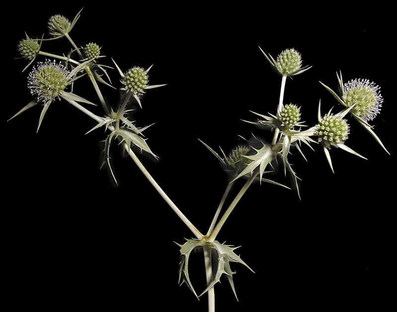 Eryngium campestre.05