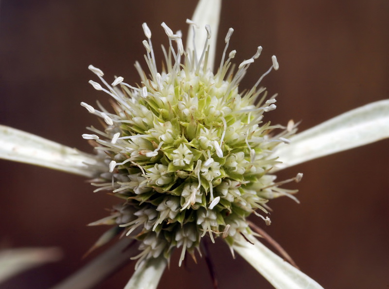 Eryngium campestre.10