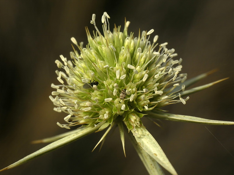 Eryngium campestre.11