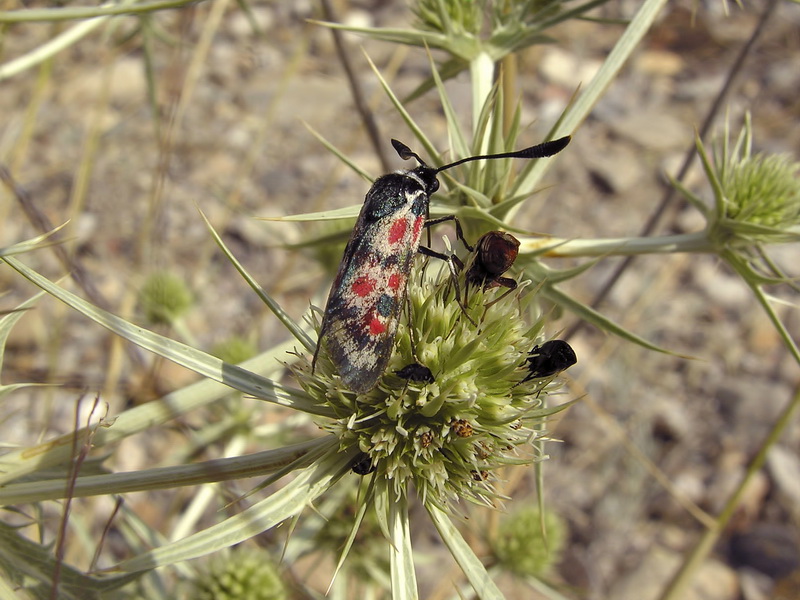 Eryngium campestre.14