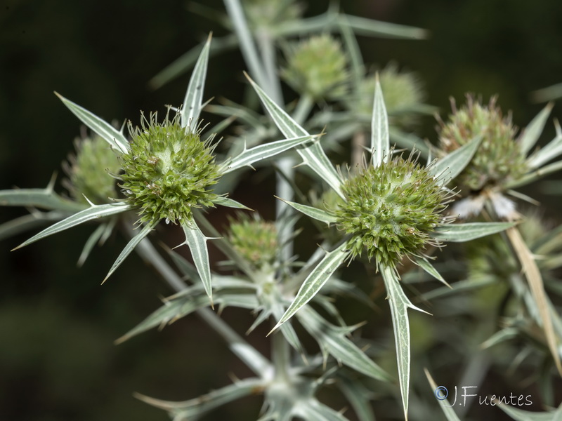 Eryngium campestre.19