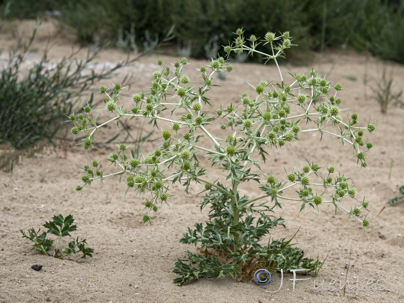 Eryngium campestre.15