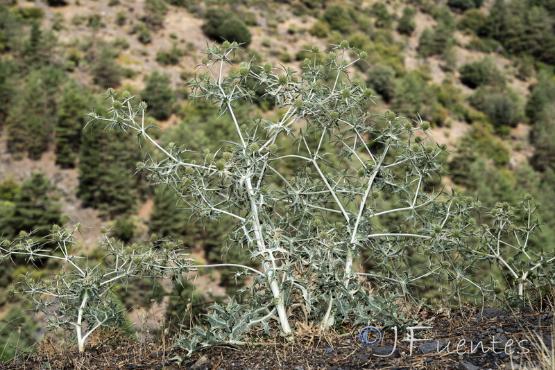 Eryngium campestre.01