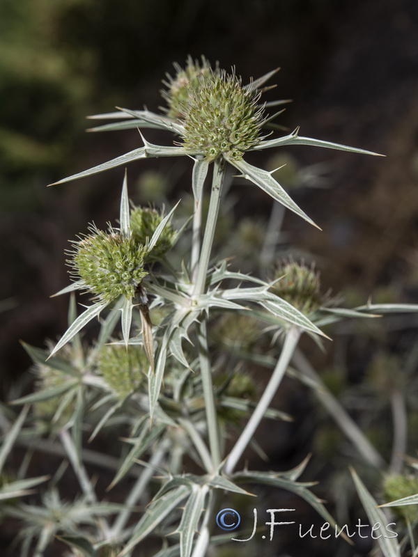 Eryngium campestre.28