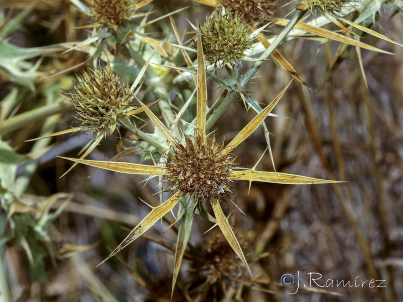 Eryngium campestre.29