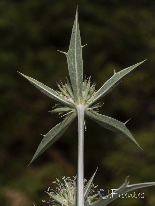 Eryngium campestre.34