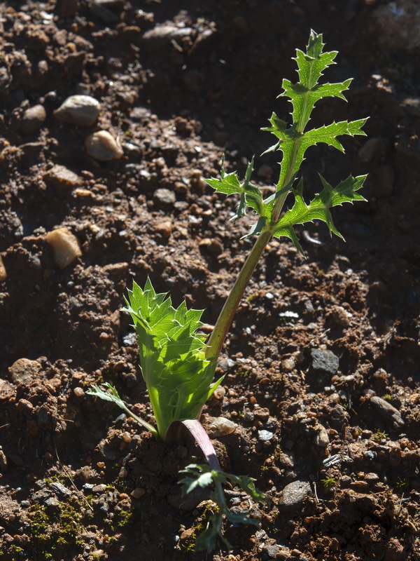 Eryngium campestre.35