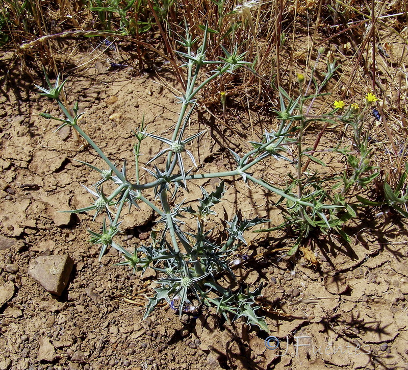 Eryngium corniculatum.02