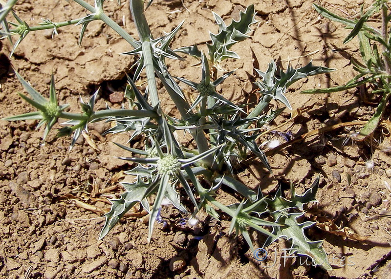 Eryngium corniculatum.03