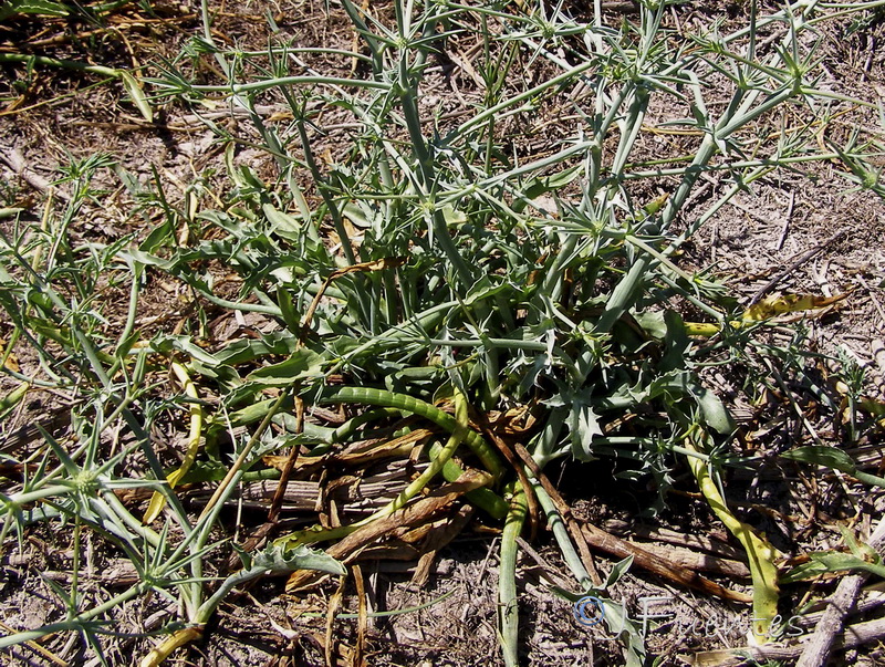 Eryngium corniculatum.04