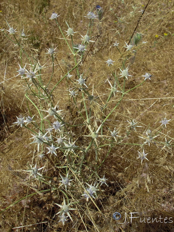 Eryngium corniculatum.05