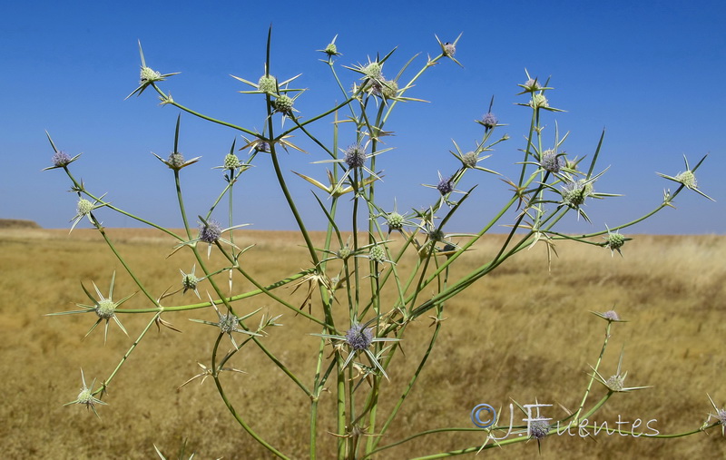 Eryngium corniculatum.06