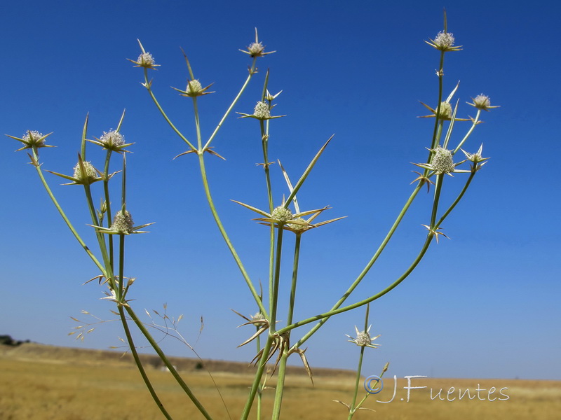 Eryngium corniculatum.07