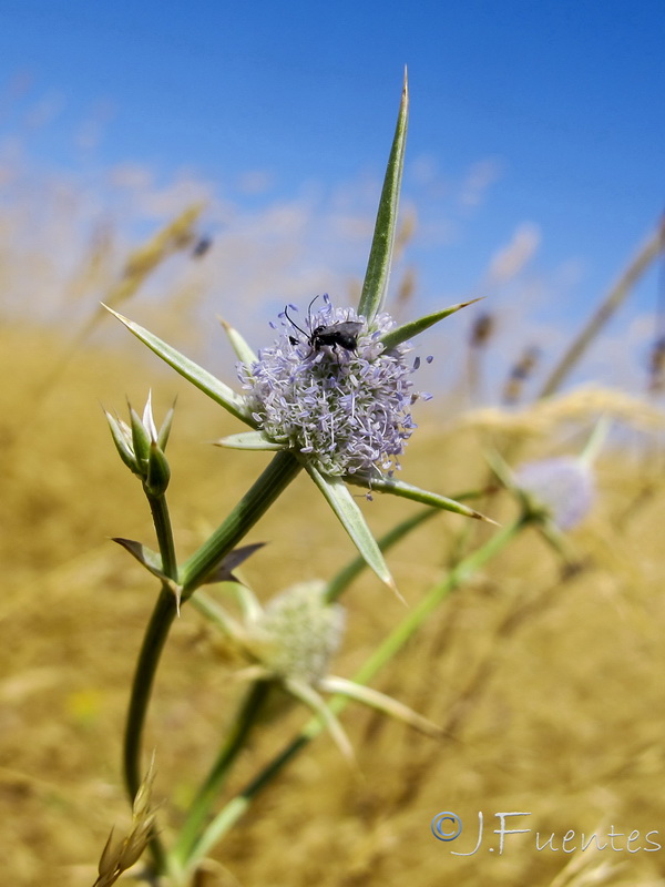 Eryngium corniculatum.08