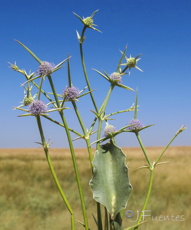 Eryngium corniculatum.09