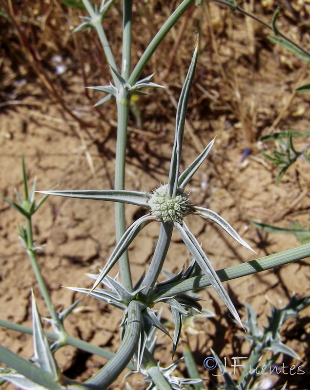 Eryngium corniculatum.10