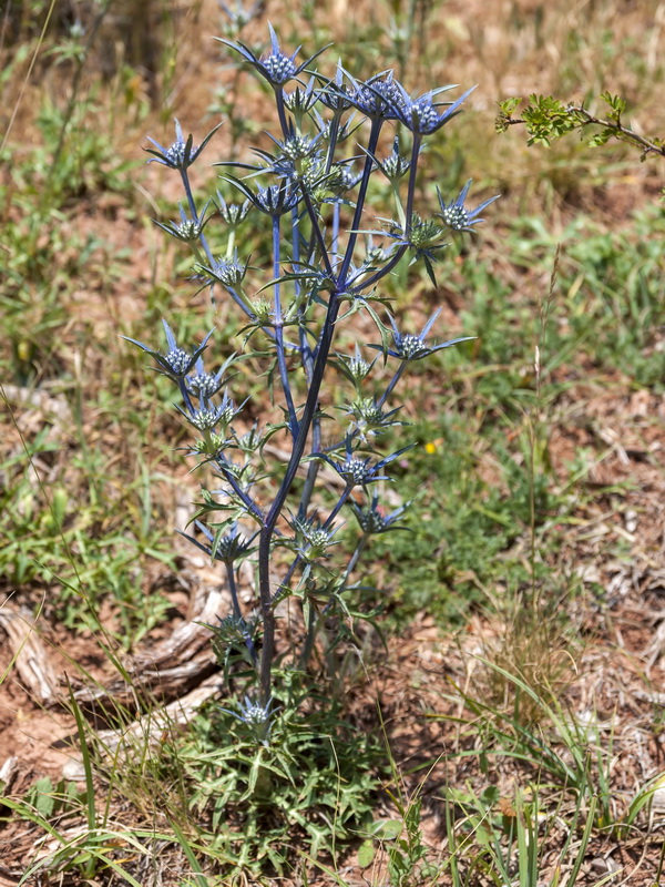 Eryngium dilatatum.02