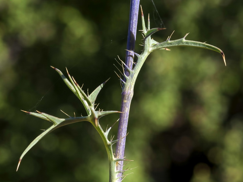 Eryngium dilatatum.03