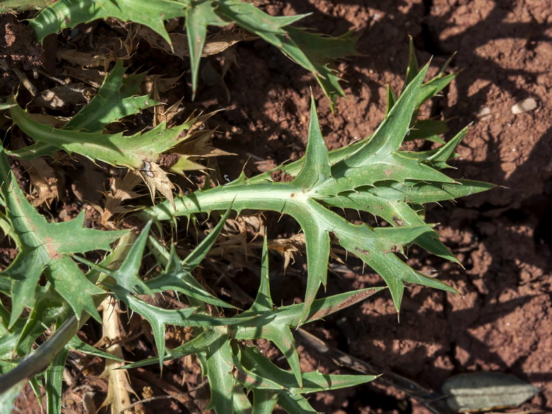 Eryngium dilatatum.04