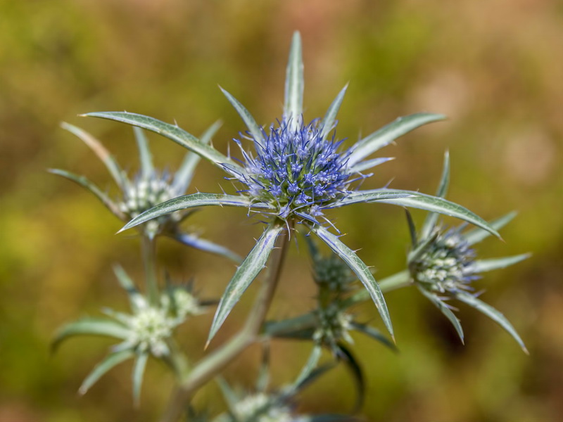 Eryngium dilatatum.07