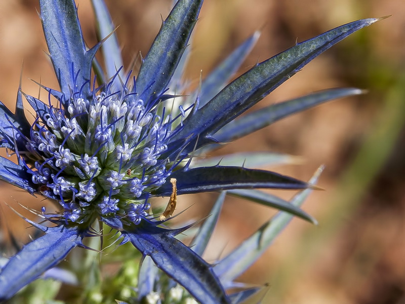 Eryngium dilatatum.08