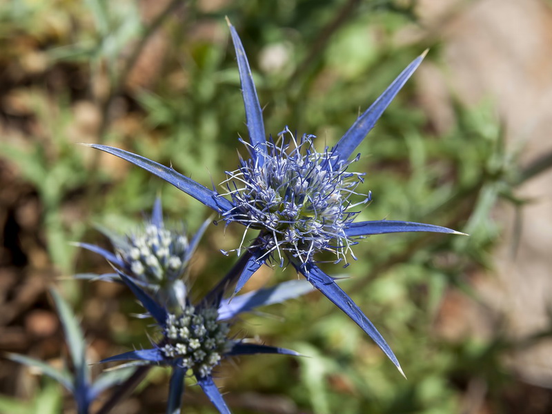 Eryngium dilatatum.09