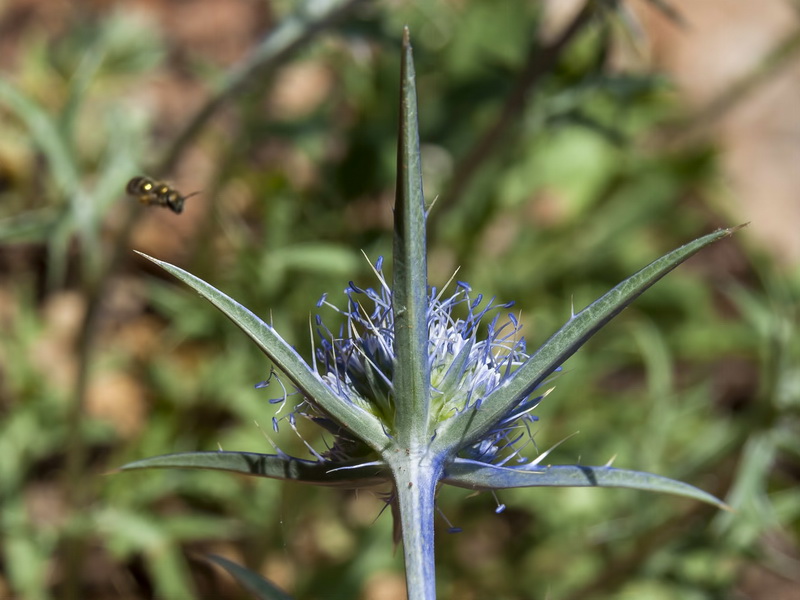 Eryngium dilatatum.12