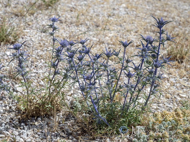 Eryngium dilatatum.01