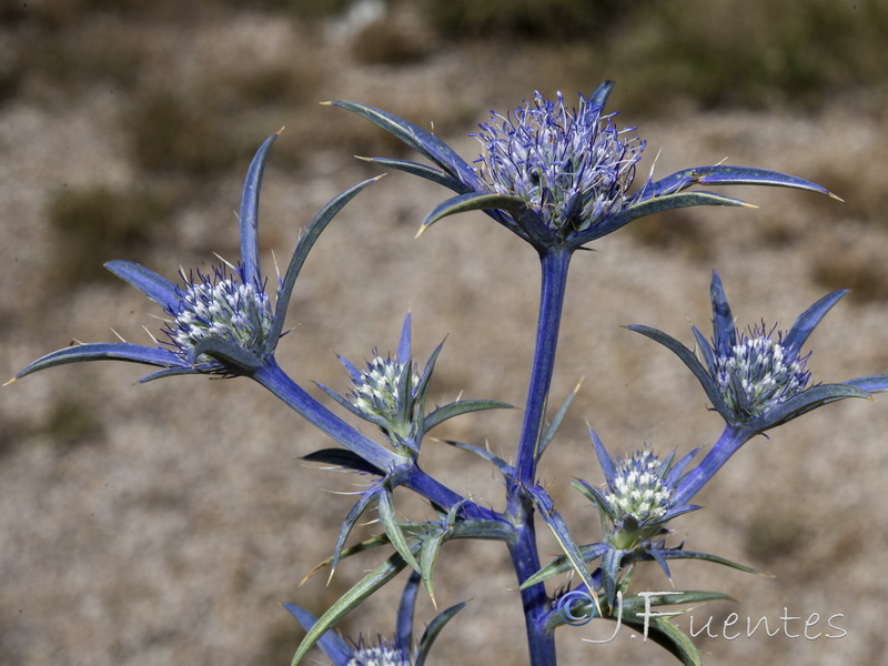 Eryngium dilatatum.14