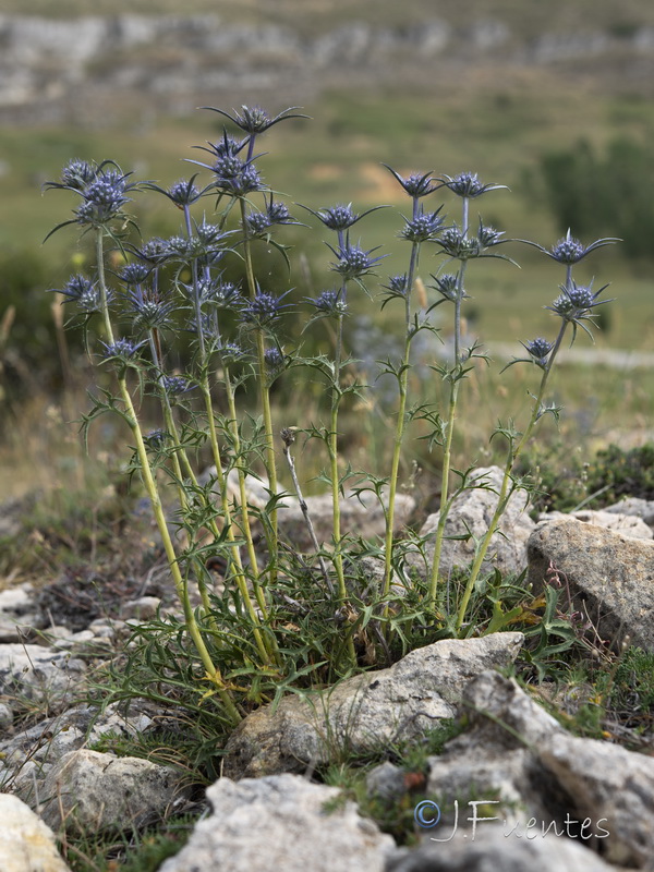 Eryngium dilatatum.01