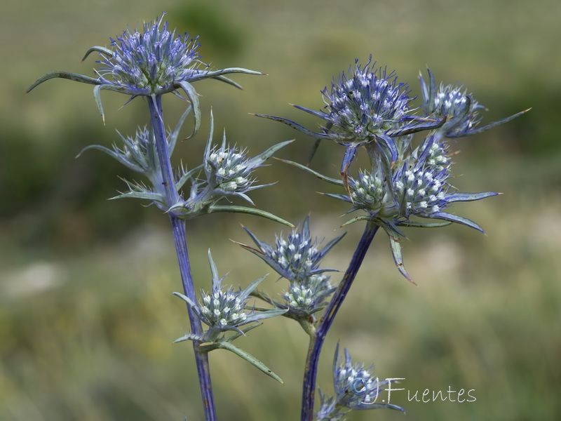 Eryngium dilatatum.18