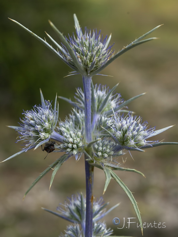 Eryngium dilatatum.19
