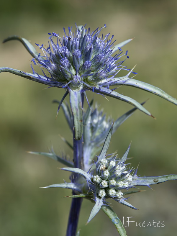 Eryngium dilatatum.09