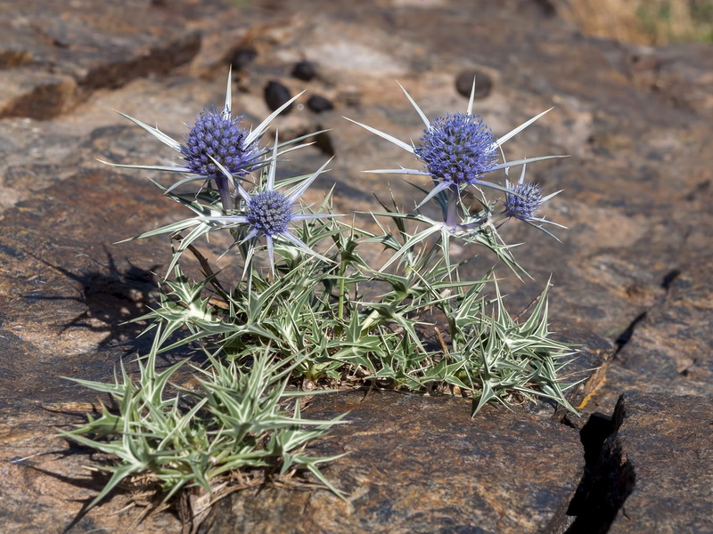 Eryngium glaciale.01