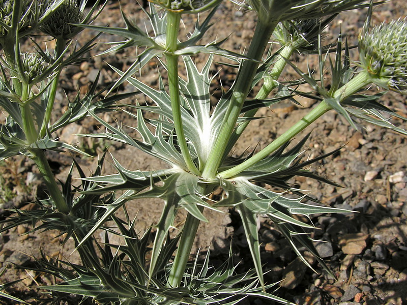 Eryngium glaciale.03