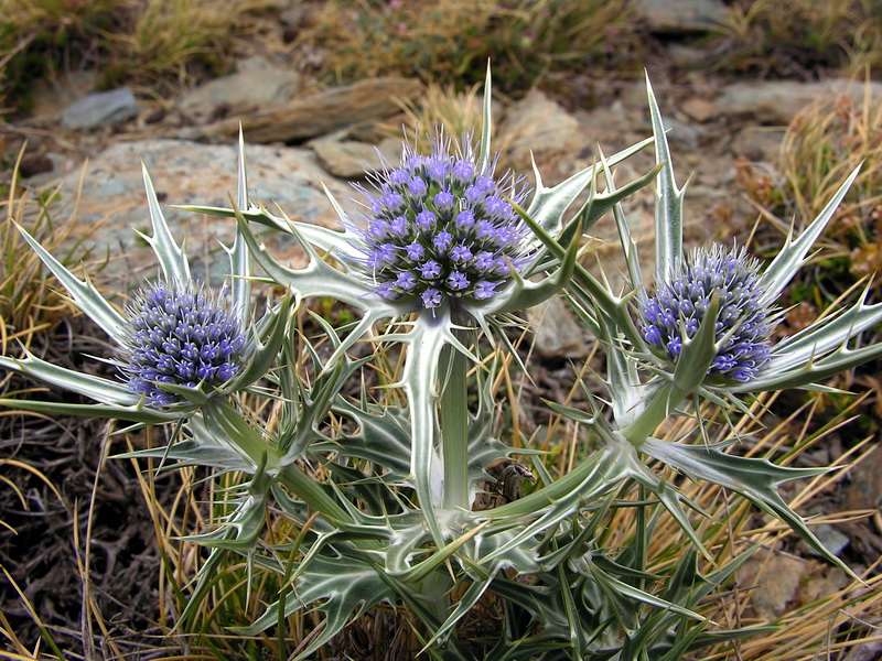 Eryngium glaciale.05