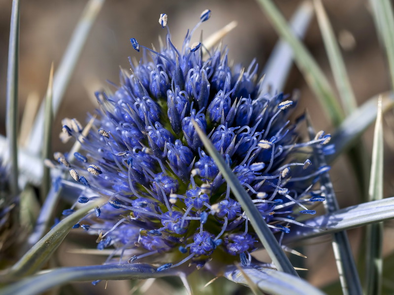 Eryngium glaciale.07