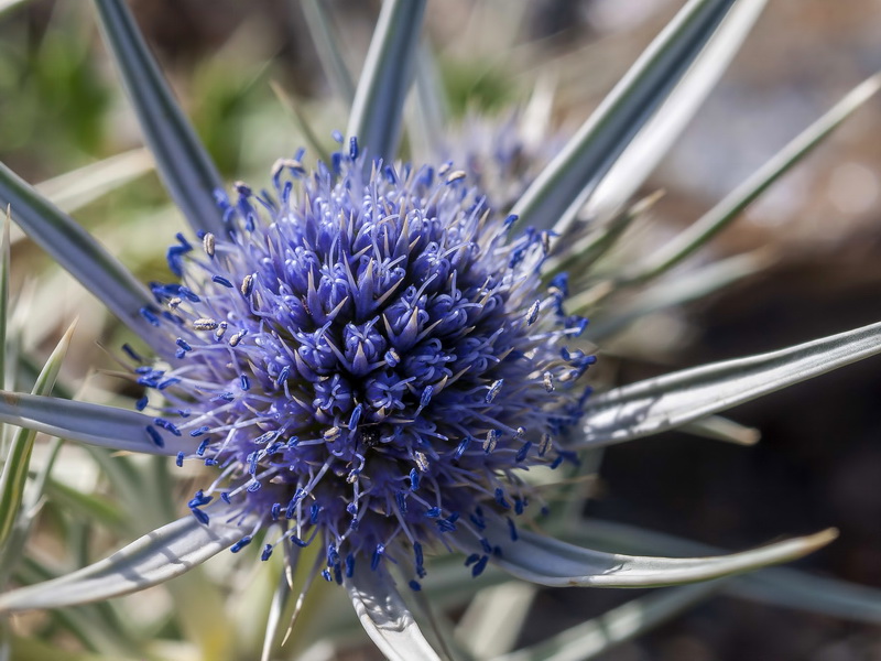 Eryngium glaciale.08