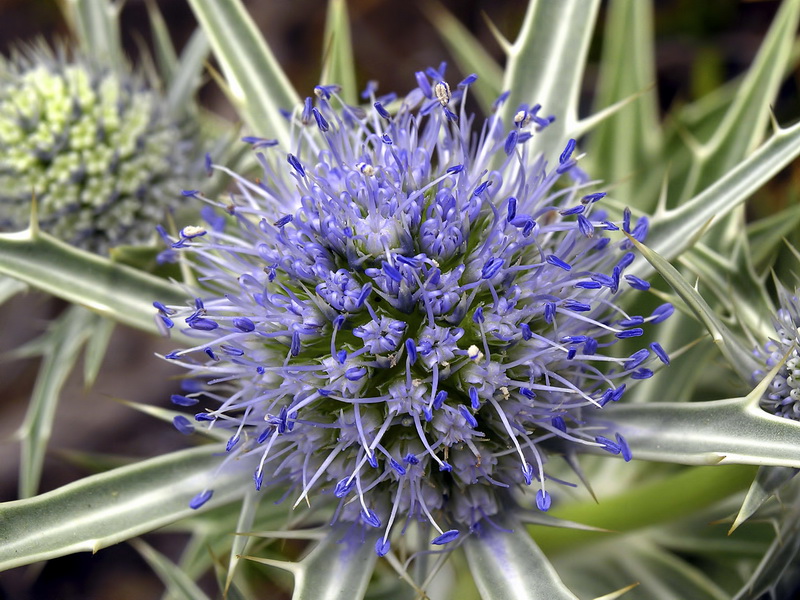 Eryngium glaciale.11