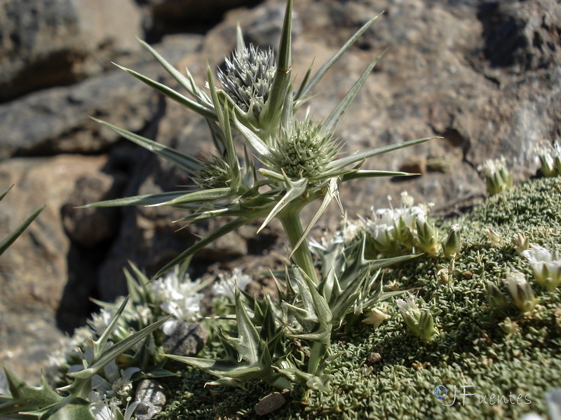 Eryngium glaciale.14