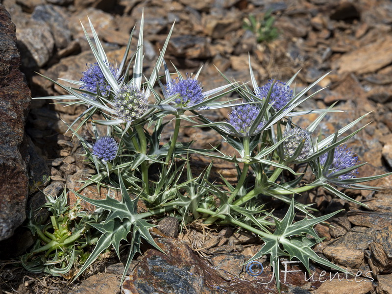 Eryngium glaciale.16